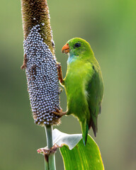 Vernal Hanging Parrot feeding on Pearl Millet Corn in Maharashtra, India