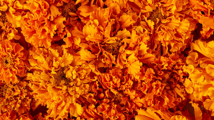Naklejka na ściany i meble autumn panoramic banner. flowers of saffron close-up, macro photography. autumn flowers of orange color, top view