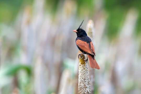 Crested Bunting sitting on pearl millet corn near Pune, Maharashtra, India