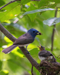 A female black-naped monarch feeding its chicks at Karnala, Maharashtra, India