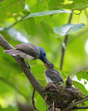 A female black-naped monarch feeding its chicks at Karnala, Maharashtra, India