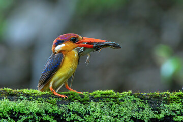Oriental Dwarf Kingfisher also known as the black-backed kingfisher or three-toed kingfisher with skink kill for its fledglings	