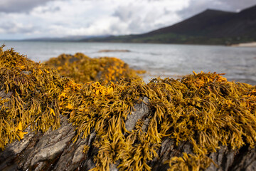Rockweed seaweed or bladderwrack, fucus vesiculosus, on rocks at Trefor beach on the North Wales...