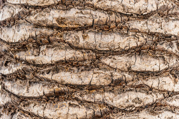 Full frame shot of palm tree bark background. Phoenix canariensis