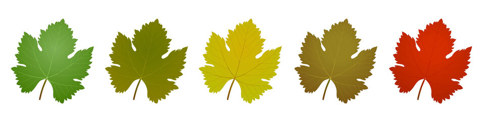 Feuilles de vigne de différentes couleurs en vecteur sur fond blanc
