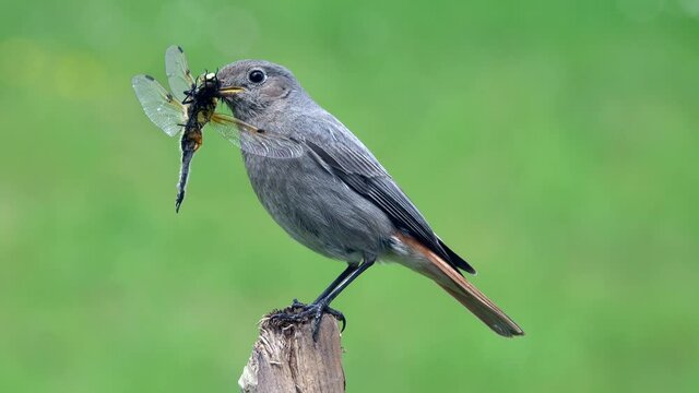 Hausrotschwanz  (Phoenicurus ochruros) mit Vierfleck&nbsp;(Libellula quadrimaculata)