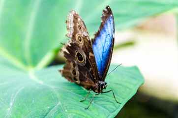 Beautiful Morpho Peleides (Blue Morpho) butterfly on green leaves