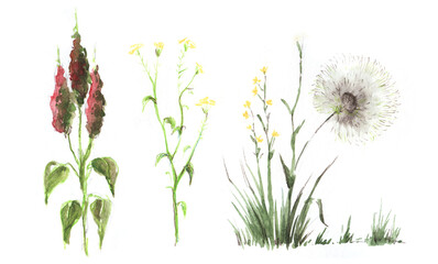 A set of three drawings of field herbs with flowers. Dandelion, rape, amaranth. Hand-drawn illustration on textured paper