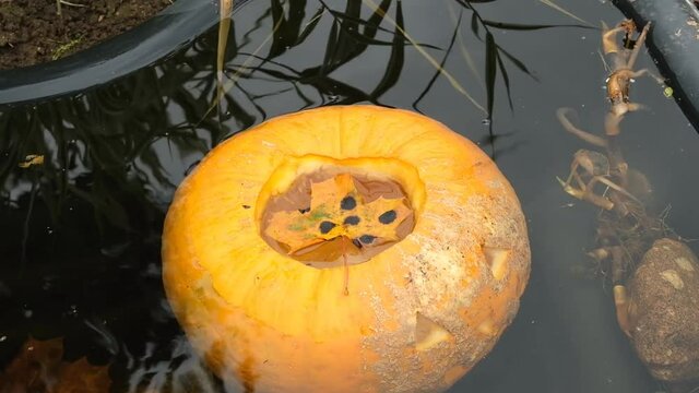 Halloween pumpkin floats underwater in the pond.