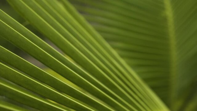 Close up of young coconut palm tree leaf appearing beautiful in broad daylight. Slider macro shot