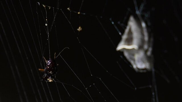 The Cockroach struggling to free itself while the Spider relaxes ignoring the prey to just fall off; Abandoned-web Orb-Weaver, Parawixia dehaani, Kaeng Krachan National Park, Thailand.