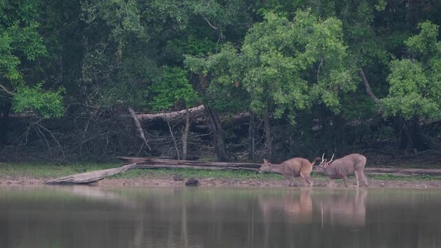 A Stag sticking its nose right on the ass of the Doe then she goes away playing hard to get;  Sambar Deer, Rusa unicolor, Phu Khiao Wildlife Sanctuary, Thailand.