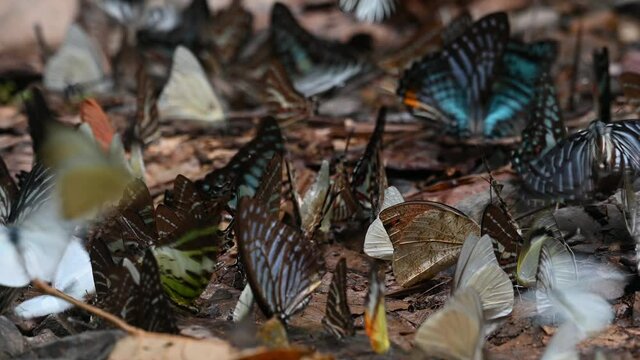 Assorted coloured butterflies feeding on minerals on the forest ground while others white butterflies fly around, Kaeng Krachan National Park, Thailand.