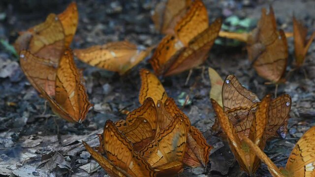 Having a good time feeding on minerals on the forest ground while other butterflies fly around; Thai Cruiser, Vindula erota, Kaeng Krachan National Park, UNESCO World Heritage, Thailand.