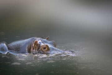 a hippo swimming in a river