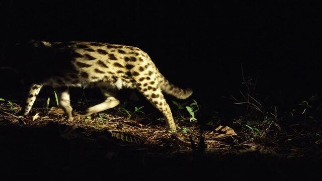 Standing on dry grass and leaves during a summer night, turns to its right and then walks away; Leopard Cat, Prionailurus bengalensis, Thailand.