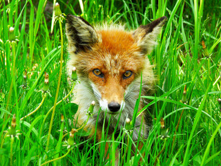 The fox of Ezo(Hokkaido), Japan, Please subscribe me: https://www.youtube.com/channel/UCR3OcaLuRCTVGt3XijQiHHA