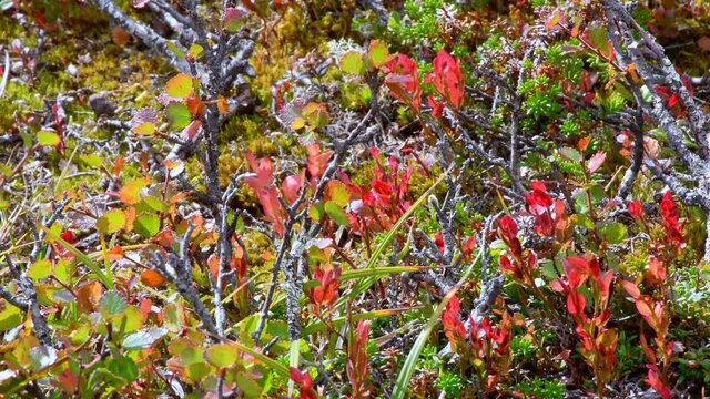 Small arctic grases windy day and autumn colored. No people nature close up.