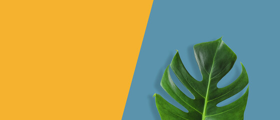 Creative layout Monstera tropical leaves on yellow background Minimal ideas with space layout	