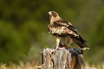 aguila calzada con una paloma