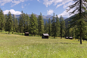 Blühende Bergwiesen mit alten Holzhütten vor dem Kamm der Karnischen Alpen, Pustertal, Südtirol,...