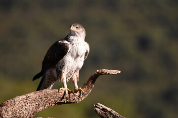 el aguila perdicera en la sierra extremeña