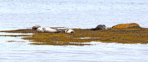 Adult seal in Iceland, relaxing on a rock