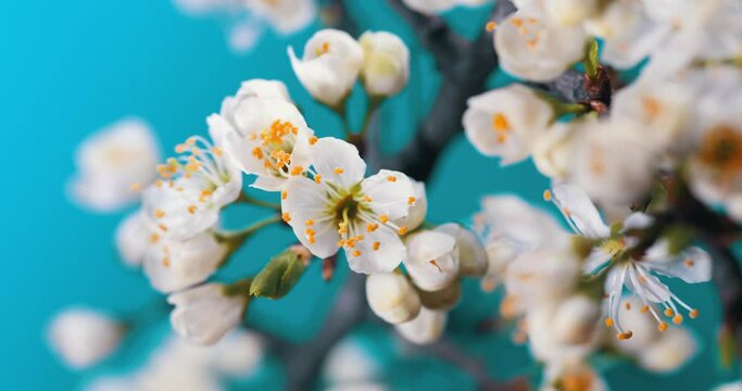 Spring flowers are blooming. Plum Flower blooming against blue background in a time lapse movie. Time lapse video of the blossoming of white petals of a cherry flower against a blue sky. High quality 
