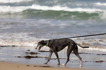Older greyhound dog enjoying a walk on a beach in Australia