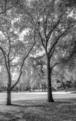 Trees and buildings from Central Park in foliage season, New York City.