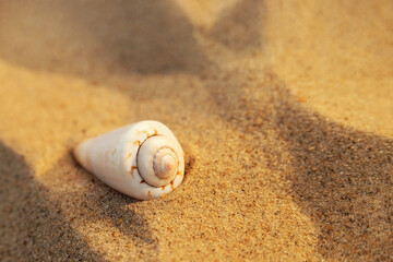 shell on the sand