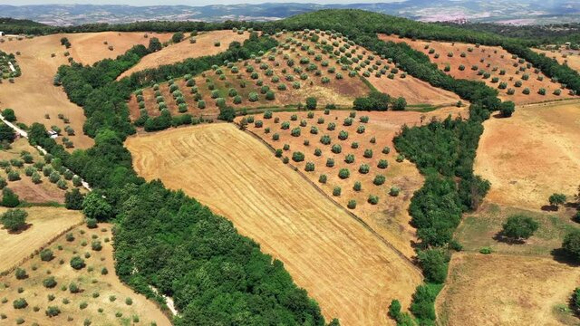 Tuscan countryside shot with drone at summer time. Aerial view of amazing wine fields country in sunny weather, arid fields,green trees,olive trees 