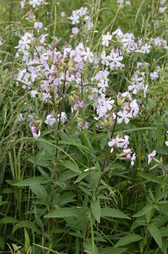 Silene alba (syn Silene latifolia syn Melandrium album) - white campion