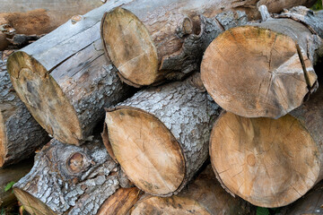 kłody drewna jodłowego Abies alba na stosie