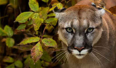 Fotobehang Portrait of Beautiful Puma in autumn forest. American cougar - mountain lion, striking pose, scene in the woods, wildlife America. © Denis