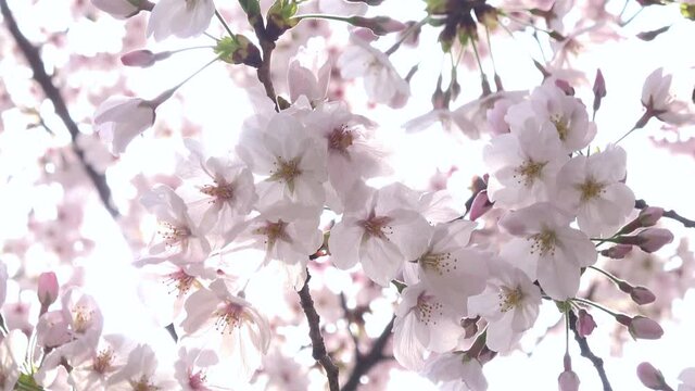 満開の桜とフレア  ソメイヨシノのクローズアップ 4K  2021年3月29日広島にて撮影