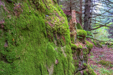 Fototapeta na wymiar Moss covered rocks in an old forest landscape