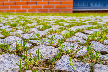 Green grass grows from the tile or path.