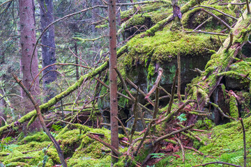 Old growth forest with fallen tree logs