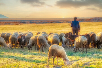 sheep and shepherd at sunset © klazing