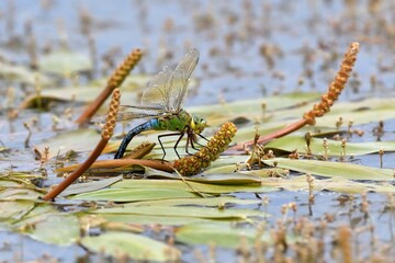 Femmina di Anax imperator mentre depone le uova