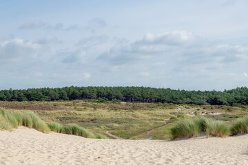 Sommerlandschaft, weißer Sandstrand und europäisches Strandhafer mit Pinienwald in den Dünen, niederländische Nordseeküste zwischen Schoorl und Bergen aan Zee, Nordholland, Niederlande.