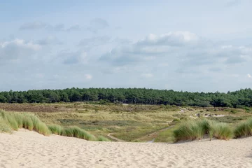Crédence de cuisine en verre imprimé Mer du Nord, Pays-Bas Paysage d& 39 été, plage de sable blanc et herbe de marram européenne (herbe de plage) avec forêt de pins dans les dunes, littoral néerlandais de la mer du Nord entre Schoorl et Bergen aan Zee, Hollande du Nord, Pays-Bas.