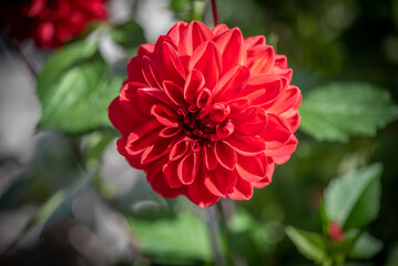 Blume im Garten