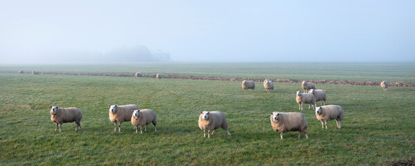 Obraz premium sheep in green meadow and canal in holland