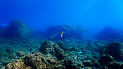 Fototapeta na wymiar Tropical fish at coral reef