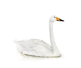 Beautiful swan on white background