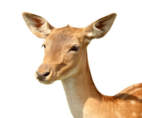 Dappled deer on white background