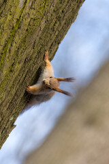 portrait of a squirrel