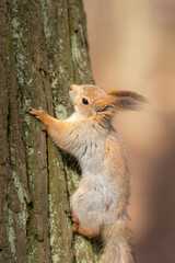portrait of a squirrel